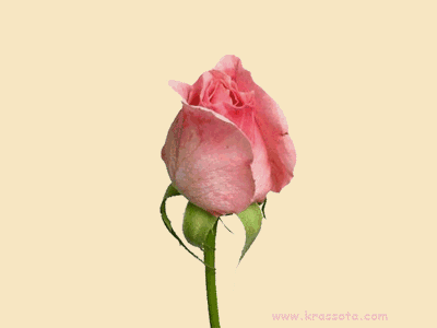 Fleurs - Rose Éclosion