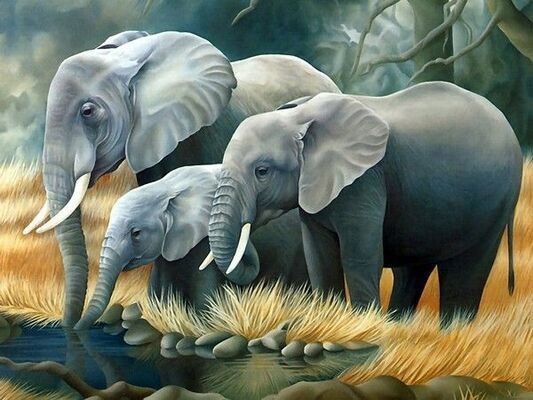 Animaux Éléphant - Éléphants gris