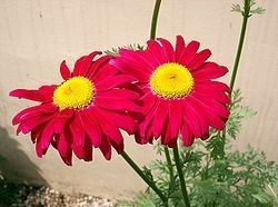 Insecticide Fabrication artisanale - Chrysanthemum coccineum