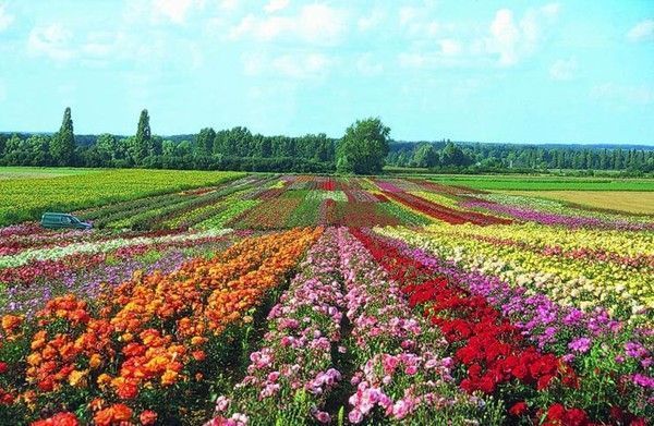 Nature Fleurs - Grand champ de fleurs