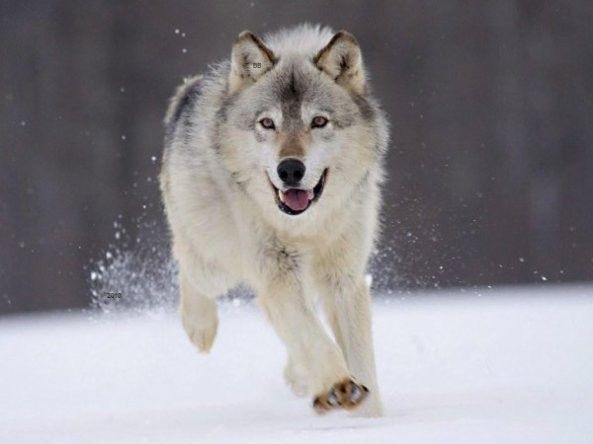 Animaux - Loup blanc des neiges