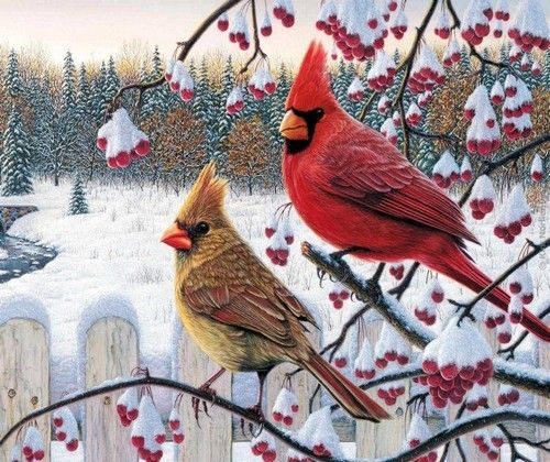 Animaux Oiseaux - Couleur beige, rouge en hiver