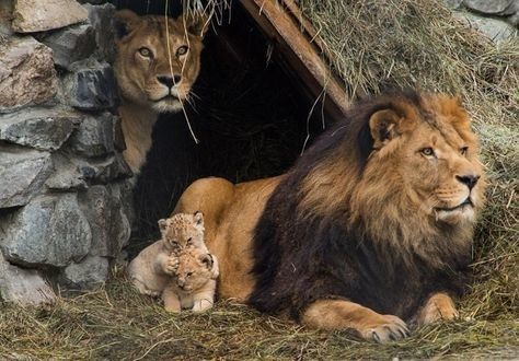 Animaux Lion - Refuge famille lion, lionne, lionceaux