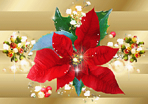 Arrière plan - Temps des Fêtes - Poinsettia rouge, fond or