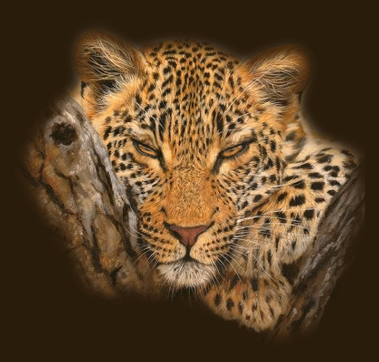 Animaux - Yeux du léopard