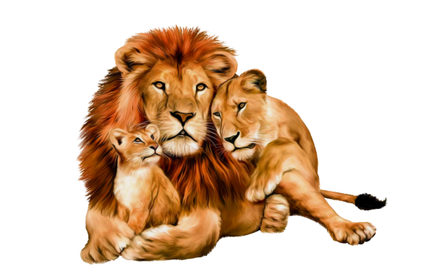 Animaux Lion - Trois Félins