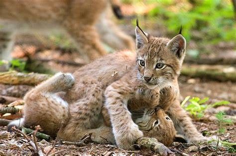 Animaux Lynx - Bébés Lynx