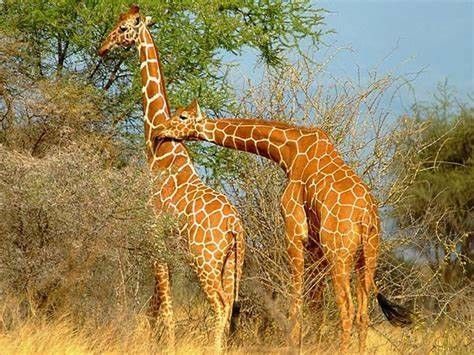 Animaux Girafe - Couple Girafe