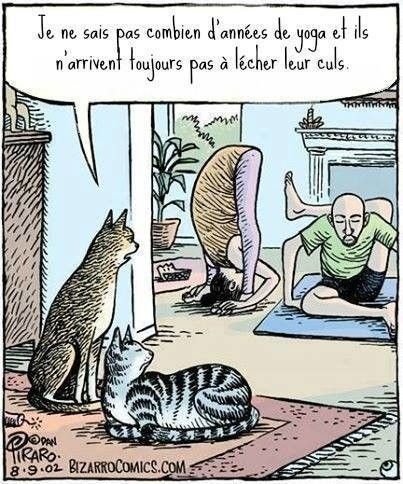 Humour - Ce que les chats pensent du yoga