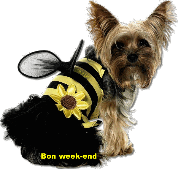 Bon Week-end, chien abeille