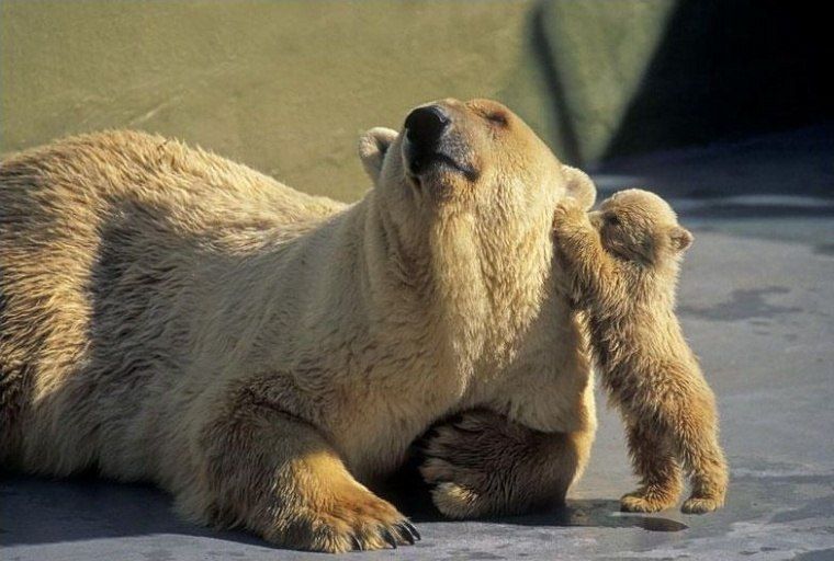Les ours - Page 3 7vz2kpnj