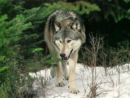 Animaux Loups - Loup l'hiver en forêt