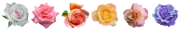 Bannière Décoration - Roses plusieurs couleurs