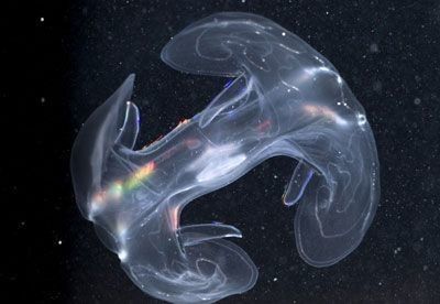 Animaux Records du monde animal - Les méduses