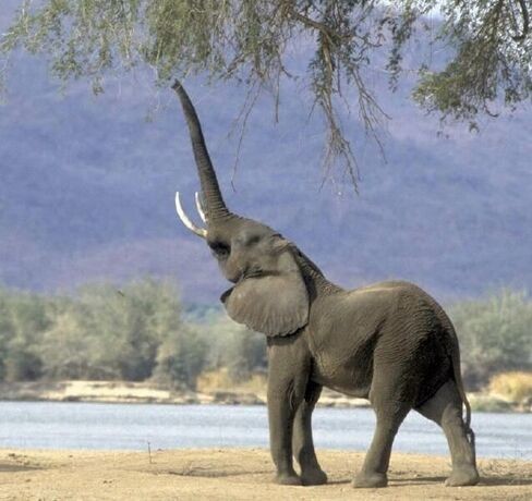 Animaux Éléphant - Trompe d'Éléphant
