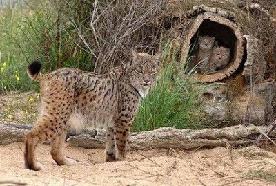 Animaux Lynx - Maman Lynx et ses bébés lynx
