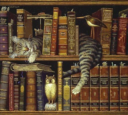Animaux Chat - Chat qui dort à la bibliothèque