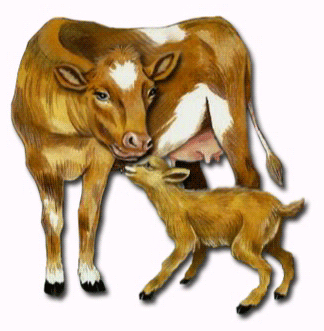 Animaux - Vache et veau