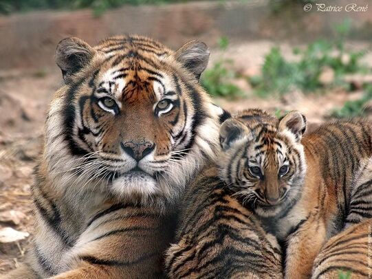 Animaux Tigre - Tigresse et son petit Tigreau