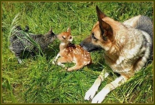 Animaux Chien - Chien, Bambi, chat