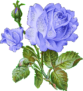 Fleurs - Roses bleues