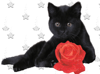 Animaux Chat noir, rose rouge