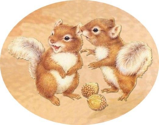 Animaux Écureuil - Deux écureuils, glands