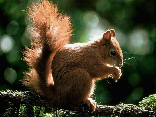 Animaux Écureuil - Écureuil roux