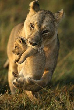 Animaux Lion - Lionne et Lionceau