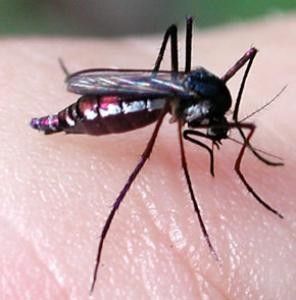 Insectes qui piquent - Le Moustique Anophèle