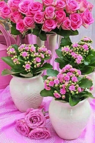 Fleurs - Pots de roses couleur rose