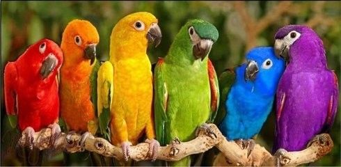 Animaux Oiseaux - Perroquets de toutes les couleurs
