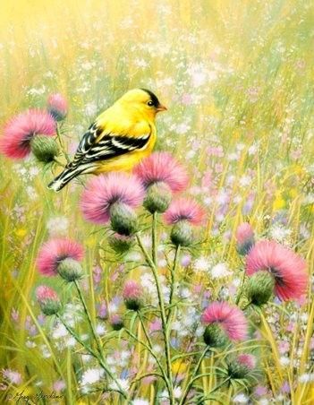 Animaux - Oiseau jaune de la prairie