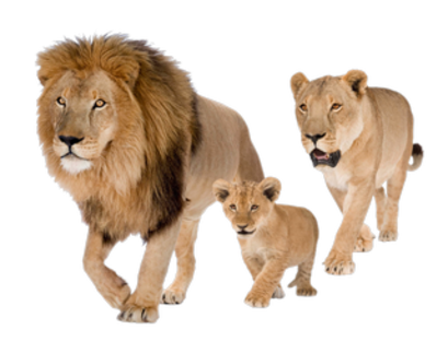Animaux Lion - Lion, lionne, lionceau, fond transparent