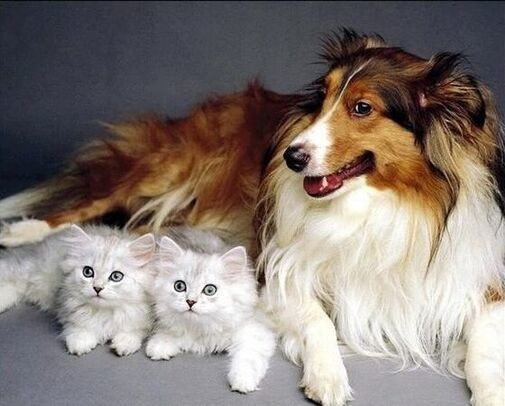 Animaux Chien Race Colley - Avec chatons blancs