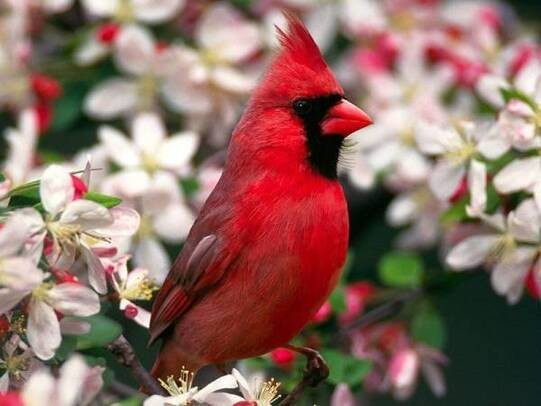 Animaux Oiseaux - Oiseau rouge