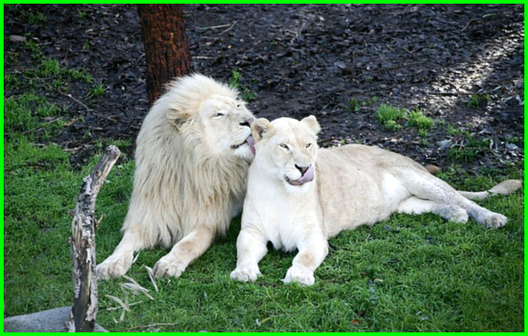 Animaux Lion - Couple félin blanc