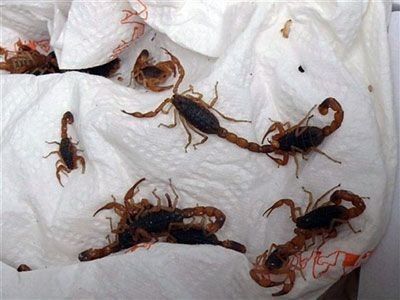 Animaux Records du monde animal - Les Scorpions 