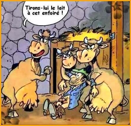 Humour - La révolte des vaches