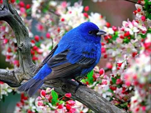 Animaux Oiseaux - Oiseau bleu royal tête mauve