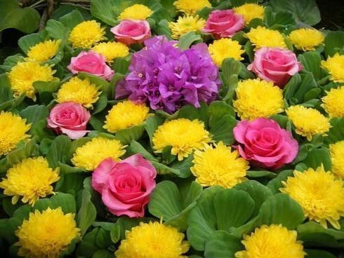 Nature Fleurs - Roses, fleurs jaunes