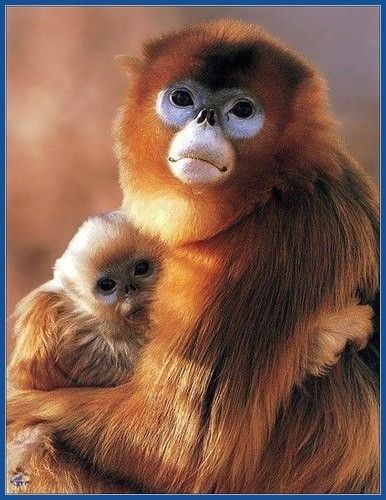 Animaux Singe - Guenon et son petit singe