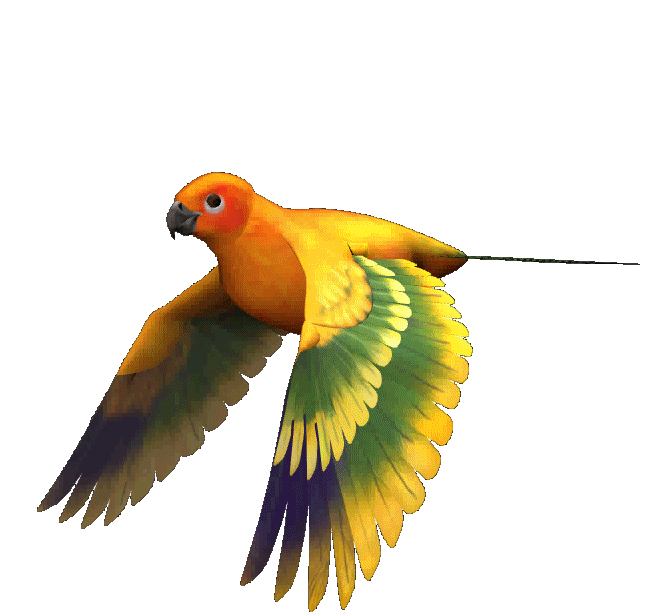 Animaux - Oiseau jaune orangé
