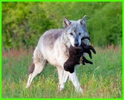 Animaux Loups - Louve amène son louveteau
