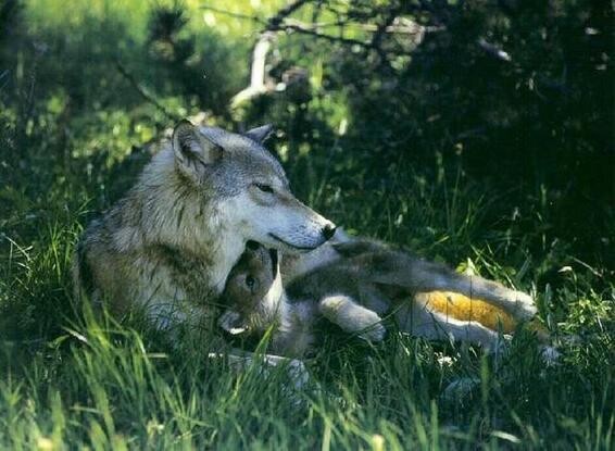 Animaux Loups - Louve et son louveteau sur les herbes