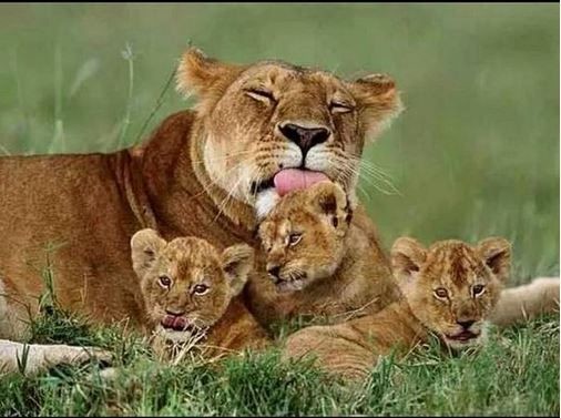 Animaux Lion - Lionne lèche ses trois lionceaux