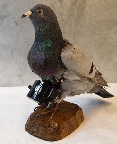 Animaux Oiseaux - Pigeon voyageur espion