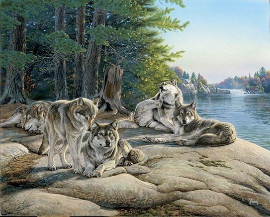 Animaux Loups - Les loups et louves