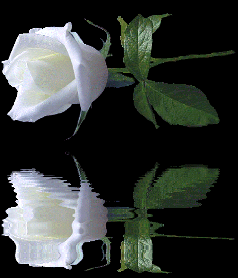 Fleurs - Rose blanche reflet sur fond noir
