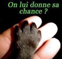 Animaux Loups - Donner une Chance